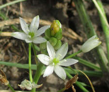 Image of Ornithogalum flexuosum (Thunb.) U. Müll.-Doblies & D. Müll.-Doblies