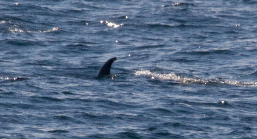 Image of Common Minke Whale