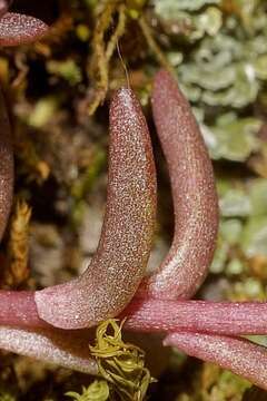 Image of Sedum goldmanii (Rose) Reid Moran