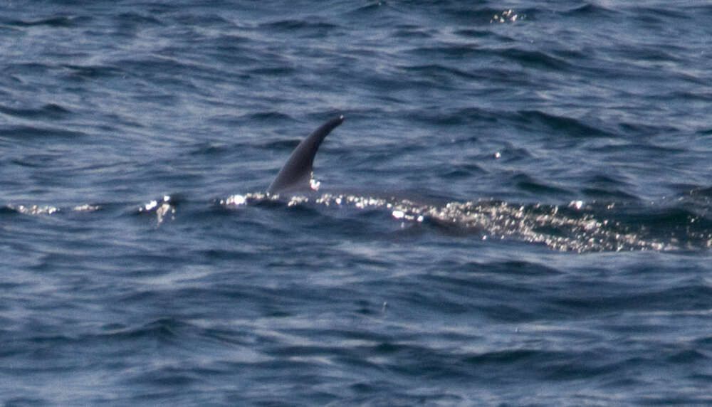 Image de Baleinoptère à museau pointu