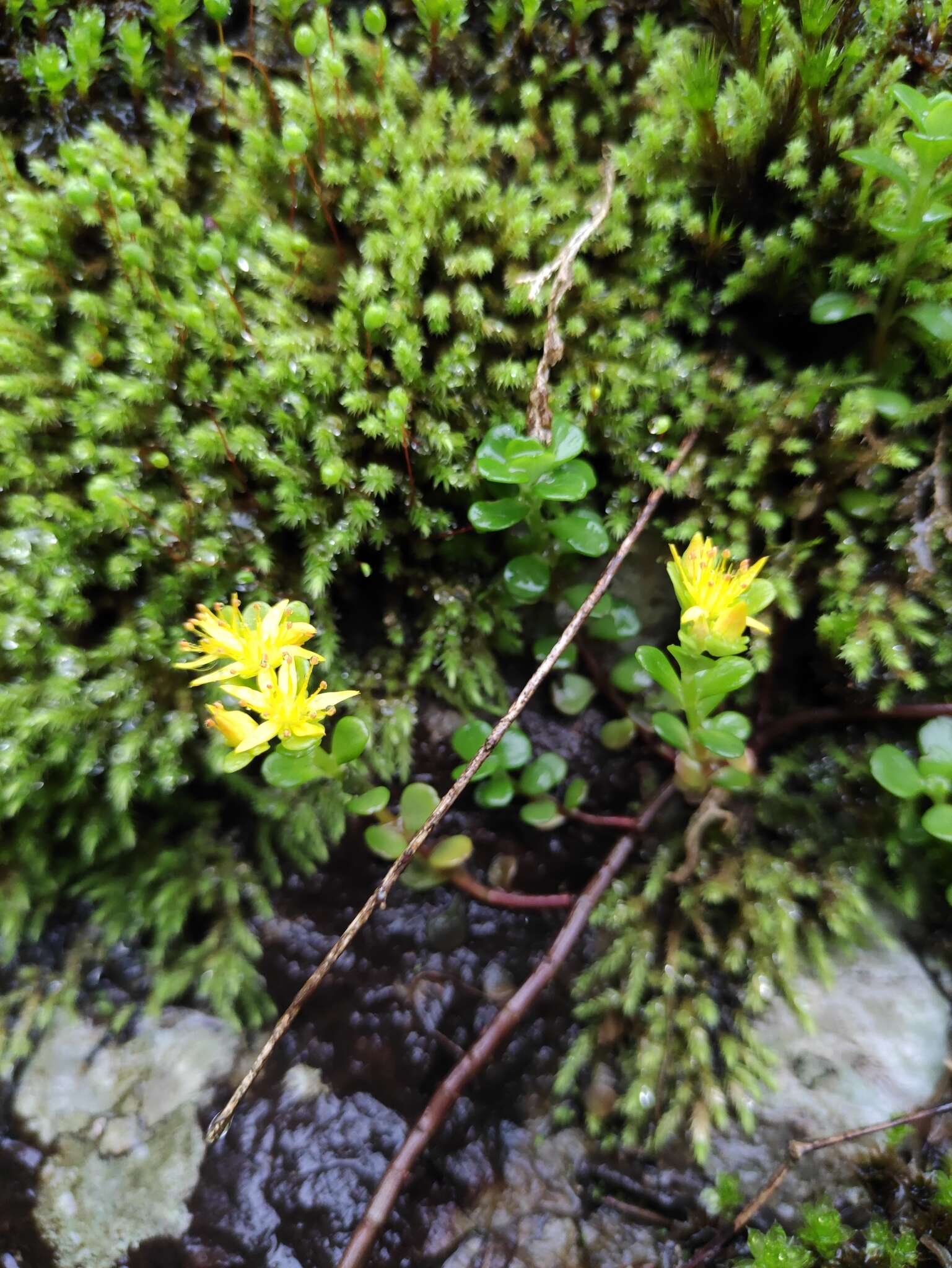 Слика од Sedum emarginatum Migo