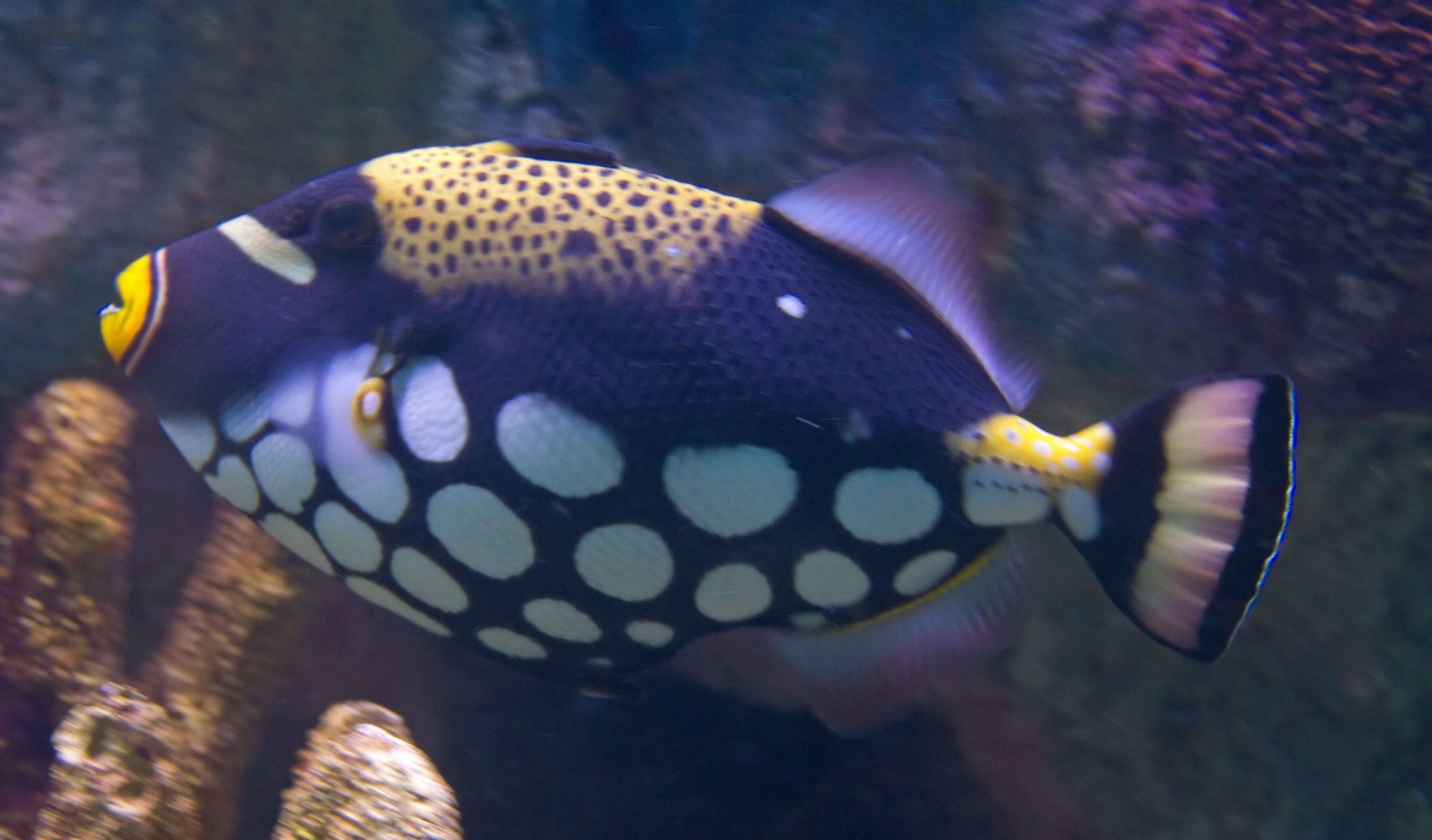 Image of clown triggerfish