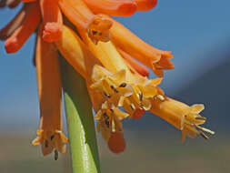 Image de Kniphofia triangularis Kunth