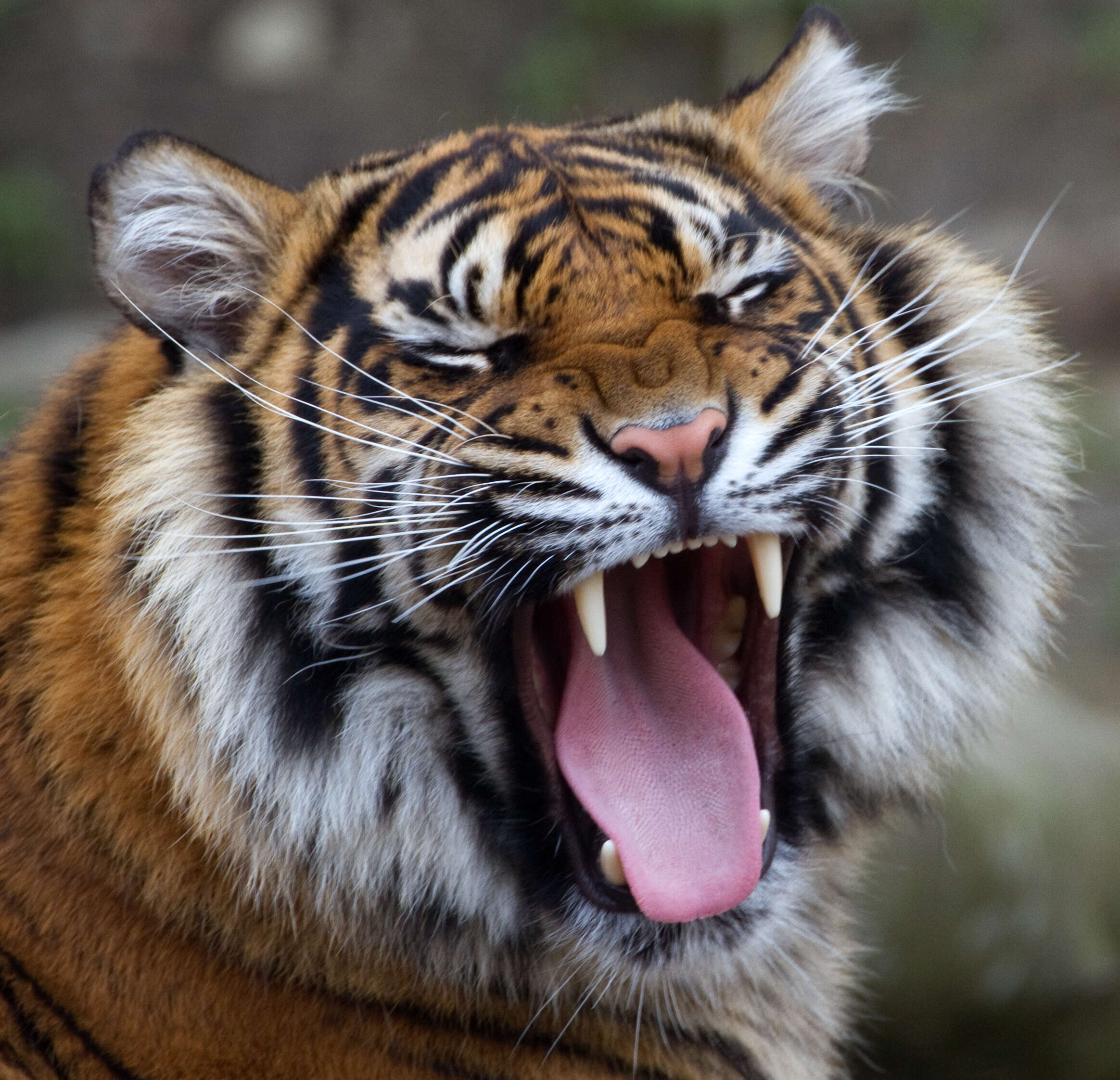 Image of Tiger