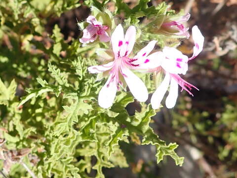 Image of oakleaf geranium