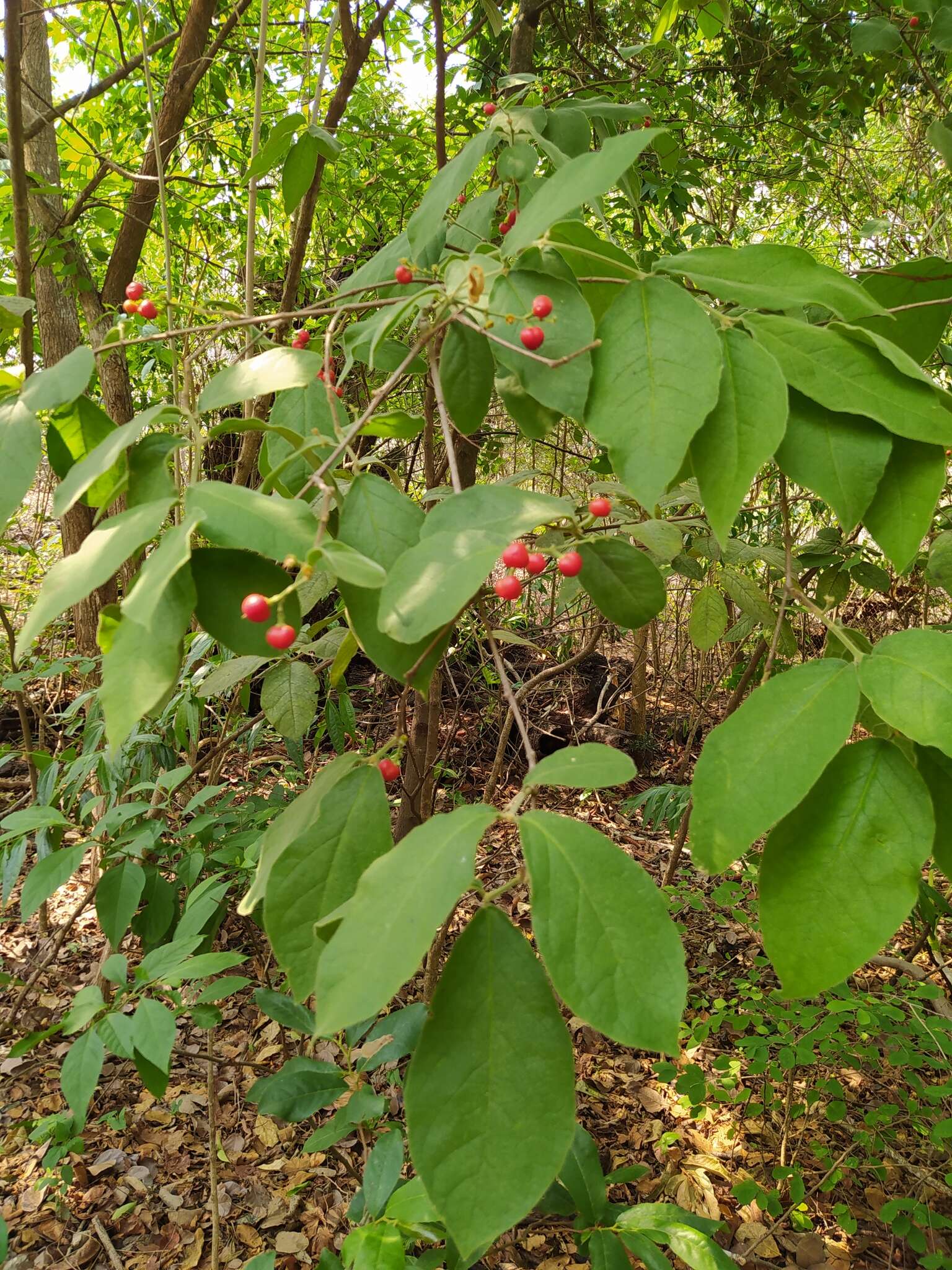 Image of Bunchosia breedlovei W. R. Anderson