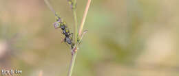 Image of Camponotus japonicus Mayr 1866