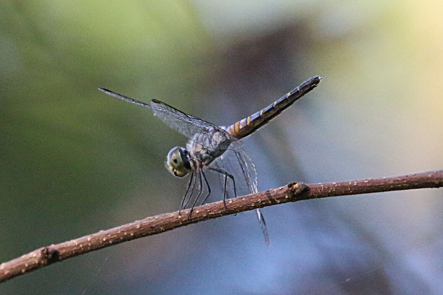 Image of Brachydiplax denticauda (Brauer 1867)