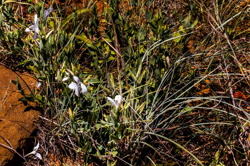 Imagem de Barleria meyeriana Nees