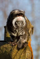 Image of Black-chinned Emperor Tamarin