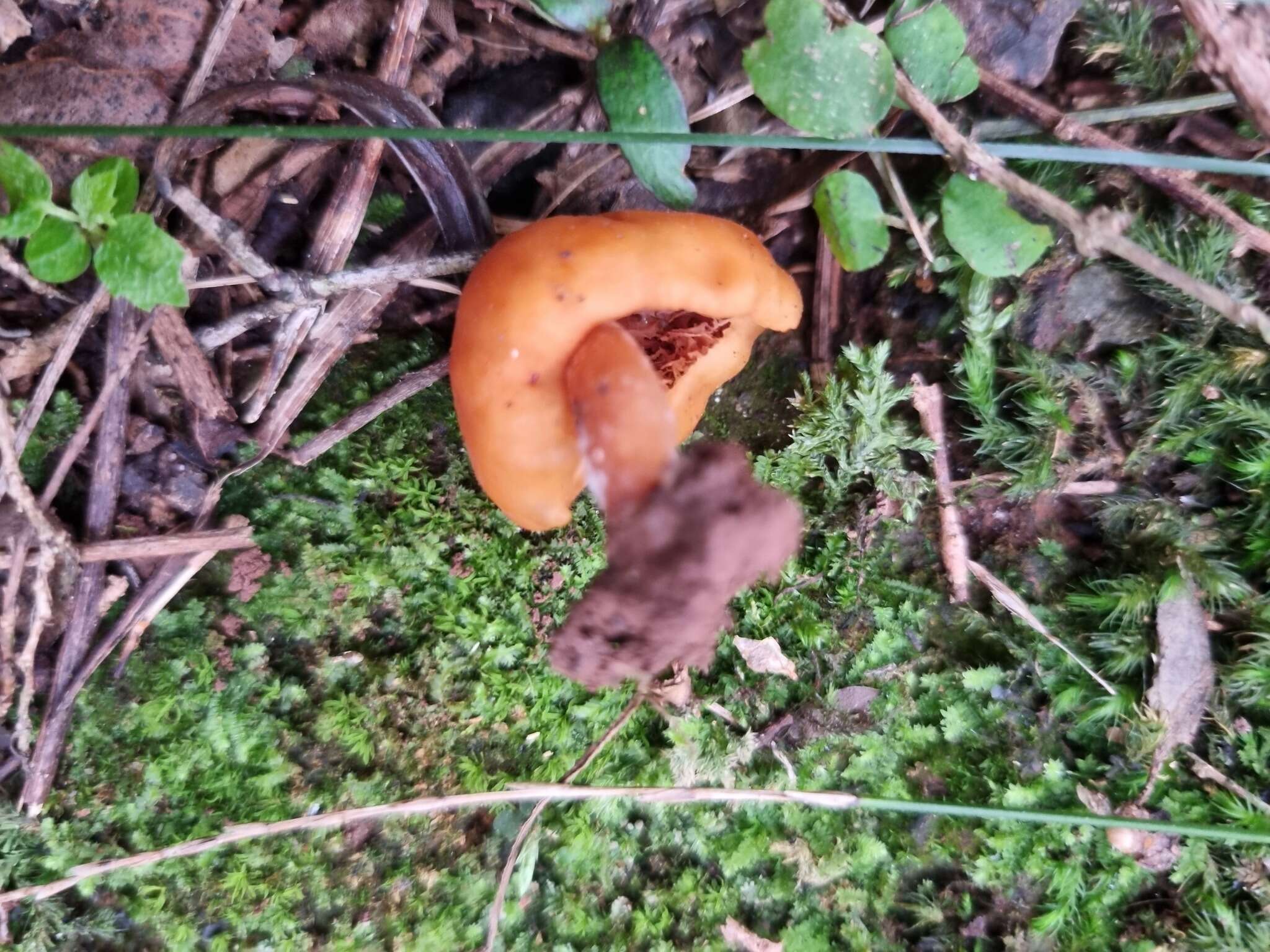 Image of Macrocystidia reducta E. Horak & Capellano 1980