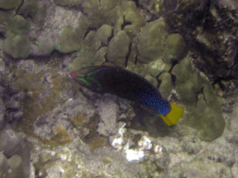 Image of African clown wrasse