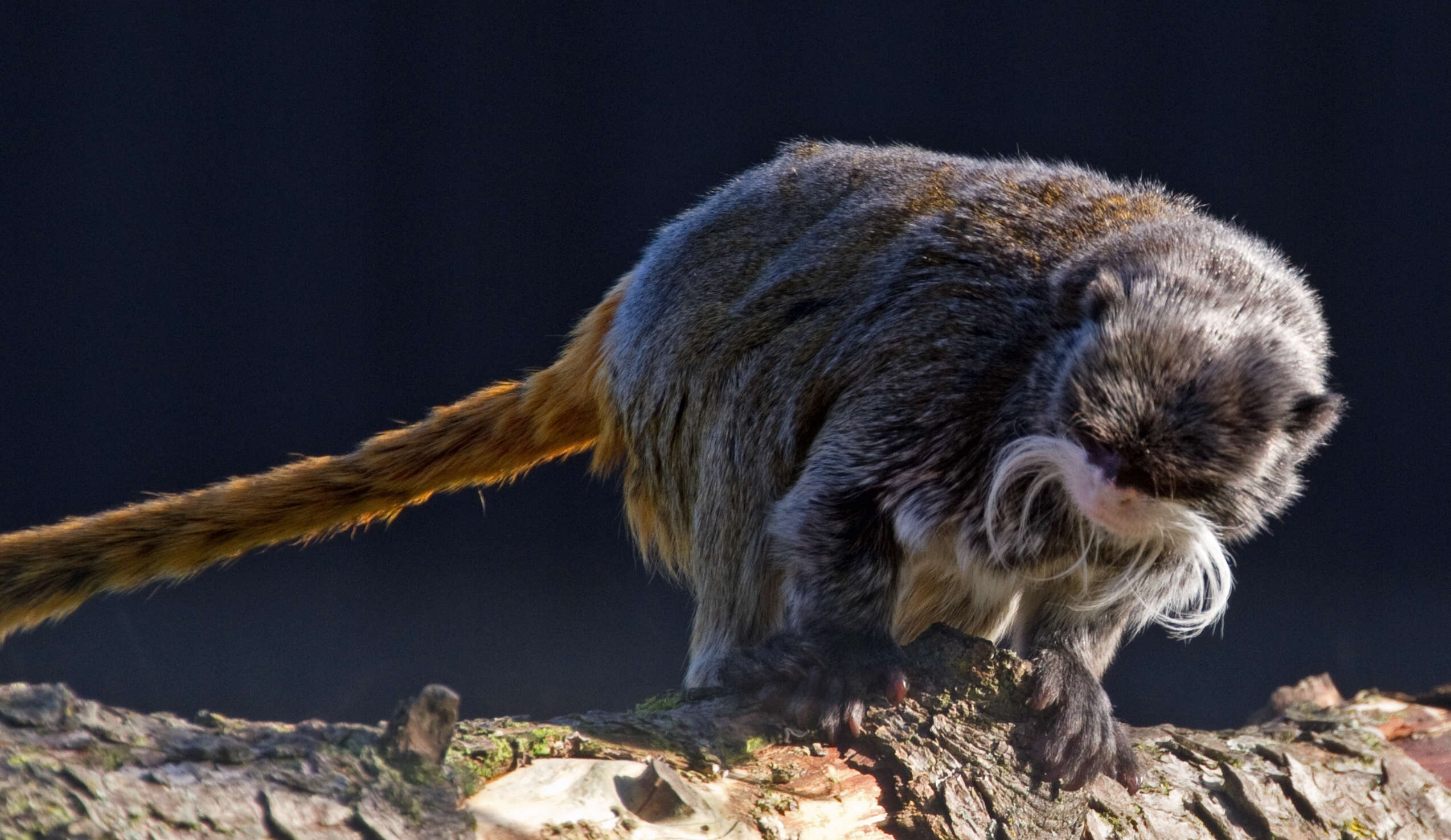 Image of Black-chinned Emperor Tamarin