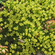 Cherleria sedoides L.的圖片