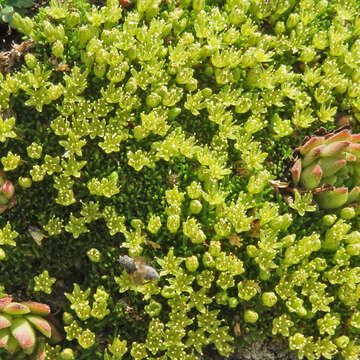 Plancia ëd Cherleria sedoides L.