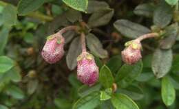 Imagem de Rhododendron lepidotum Wall.