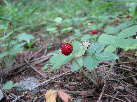 Image of woodland strawberry