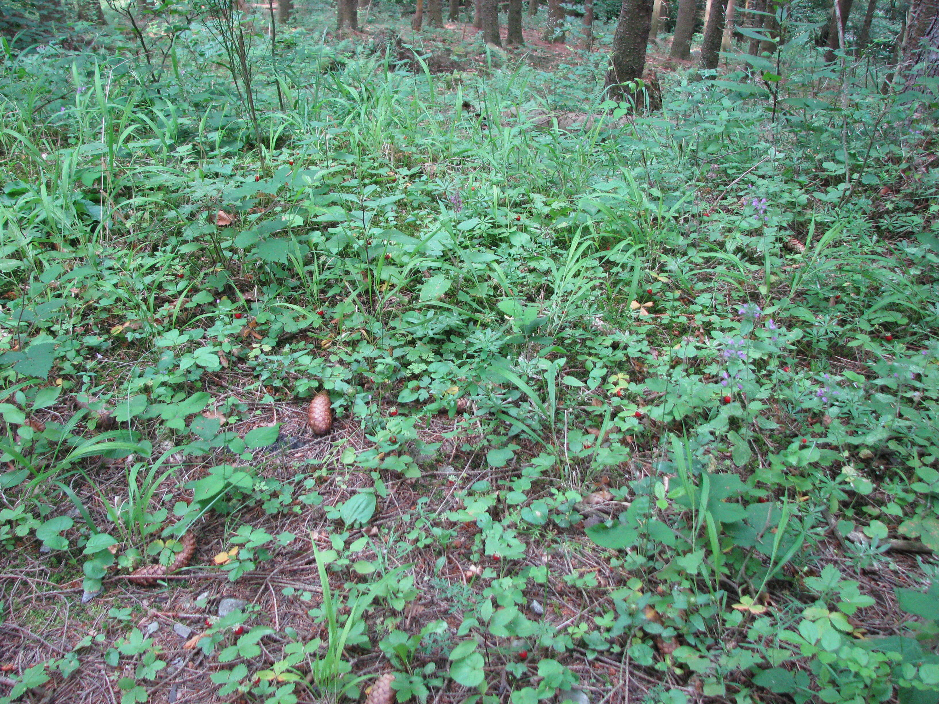 Image of woodland strawberry