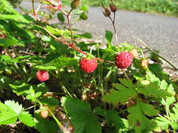 Image of woodland strawberry