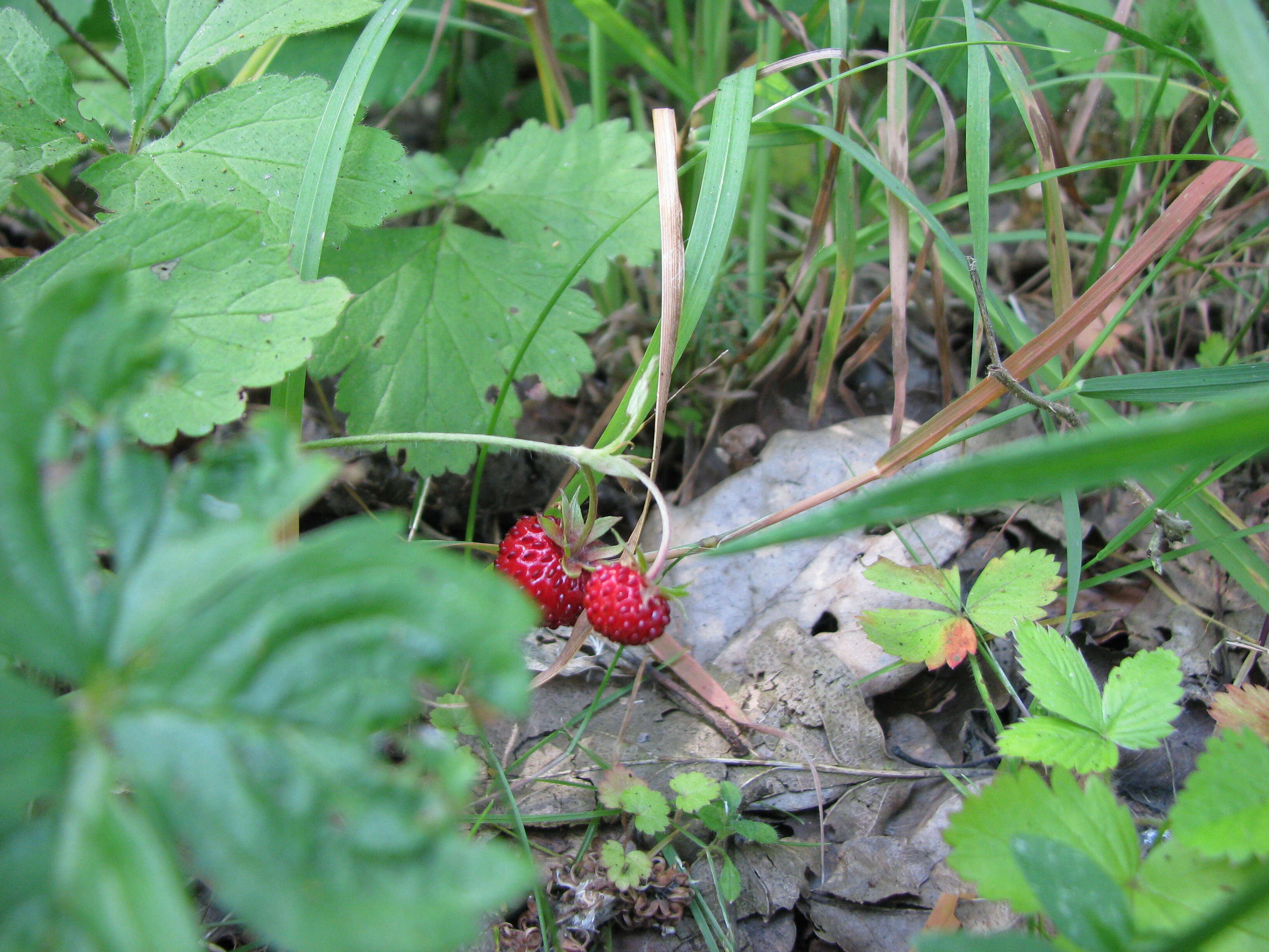 Image of woodland strawberry