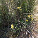 Image of Kalbarri cowslip orchid