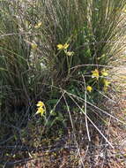 Image de Caladenia flava subsp. maculata Hopper & A. P. Br.