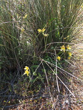 Image of Kalbarri cowslip orchid