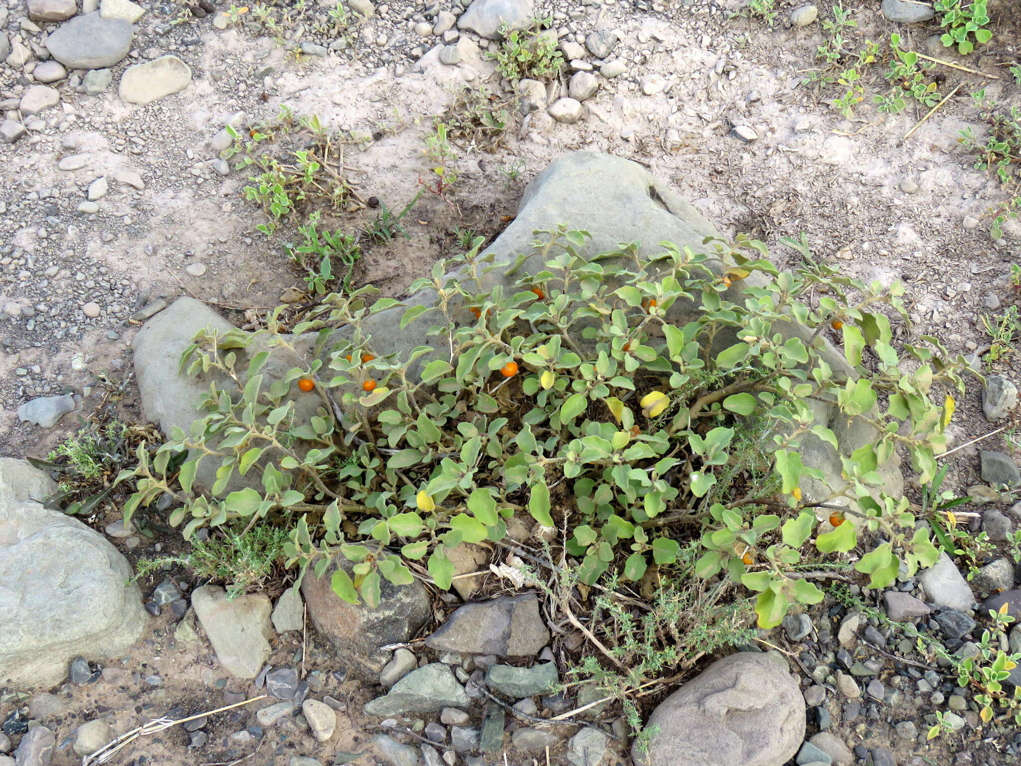 Image of Solanum tomentosum L.