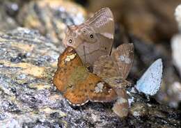 Image of <i>Pseudocoladenia dan fabia</i>