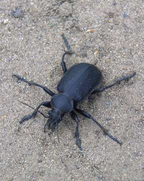 صورة Calosoma (Campalita) auropunctatum (Herbst 1784)