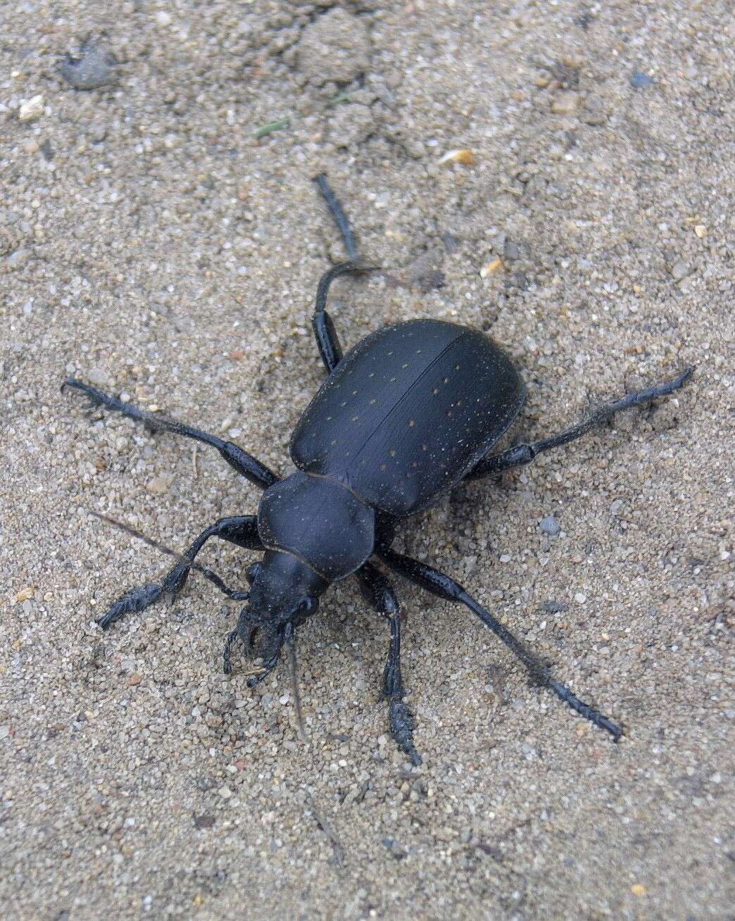 صورة Calosoma (Campalita) auropunctatum (Herbst 1784)