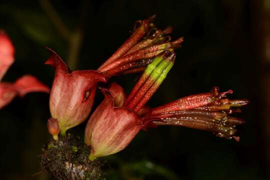 Image of Tolypanthus lagenifer (Wight ex Hook.) Tiegh.