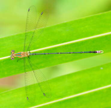 Image of Emerald Spreadwing