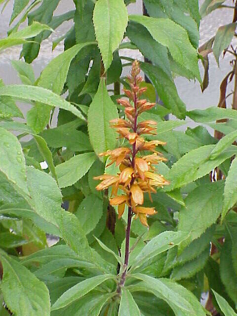 Imagem de Digitalis canariensis L.