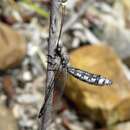 Слика од Pilacmonotus sabulosus (Walker 1853)