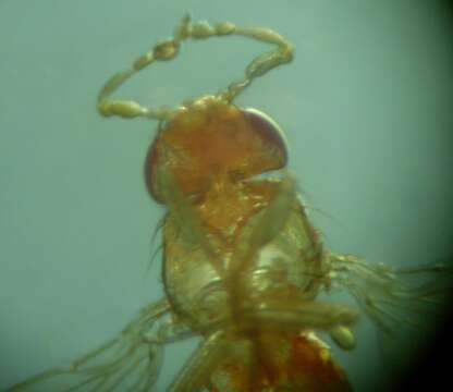 Image of fruit fly