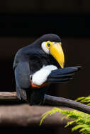 Image of Toco Toucan