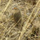 صورة Asthenes maculicauda (Berlepsch 1901)