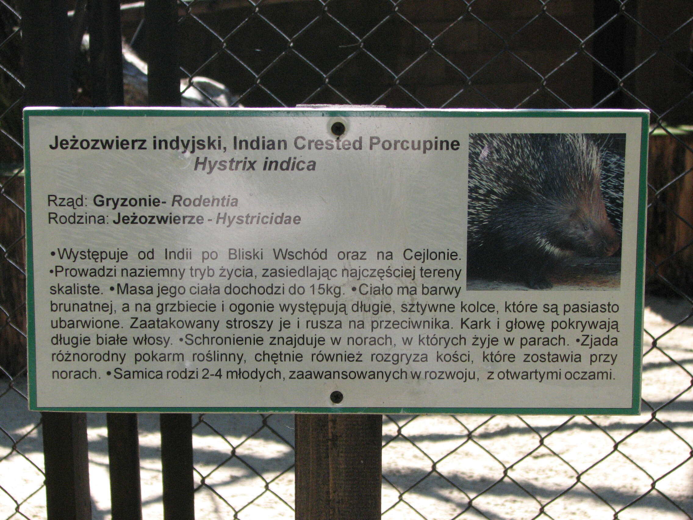 Image of Indian Crested Porcupine