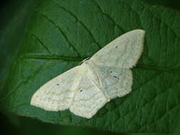 Scopula nigropunctata Hüfnagel 1767的圖片