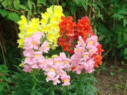 Plancia ëd Antirrhinum majus L.