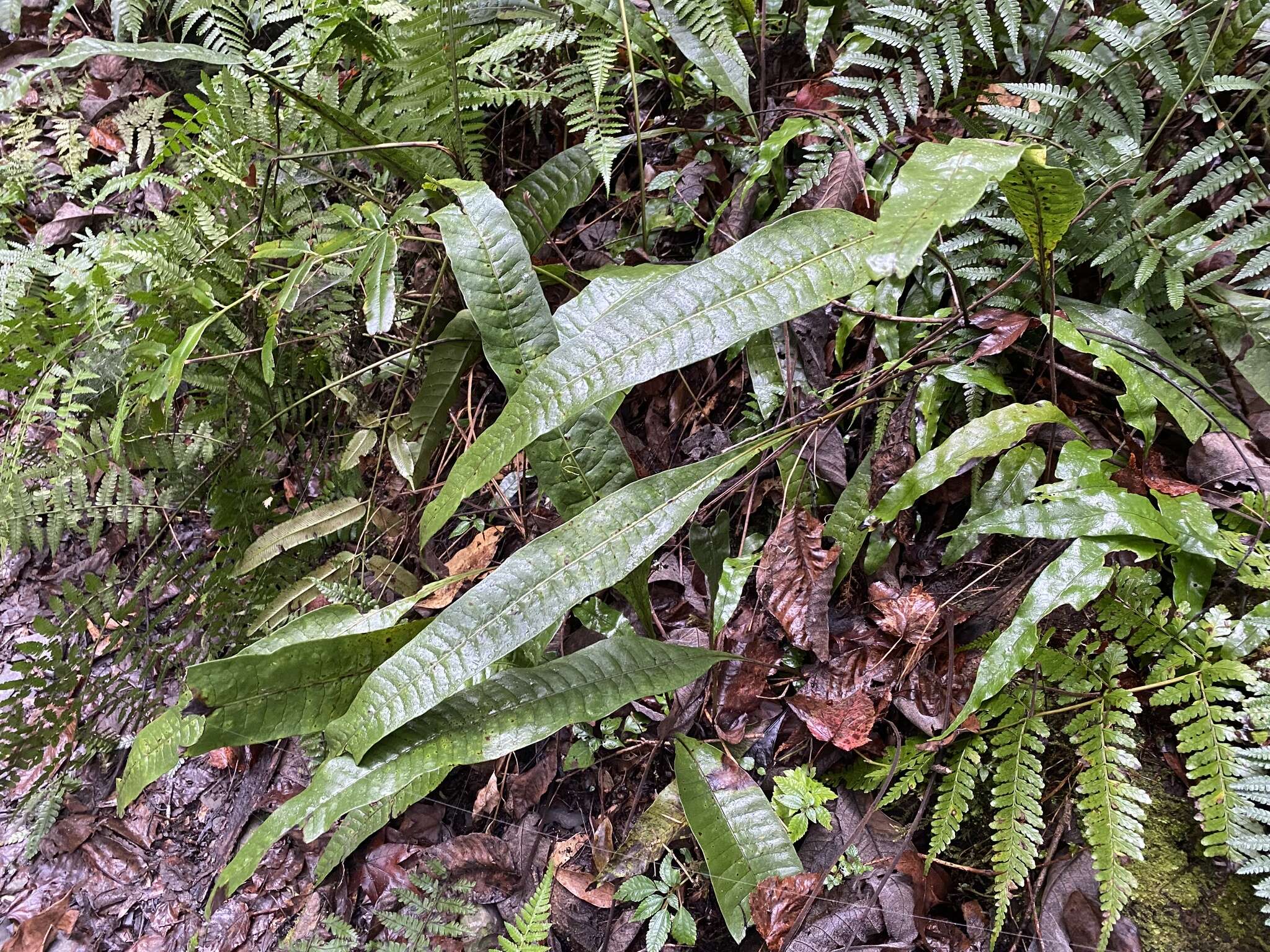 Image of Neocheiropteris ensata (Thunb.) Ching