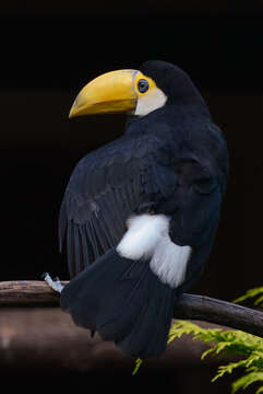 Image of Toco Toucan