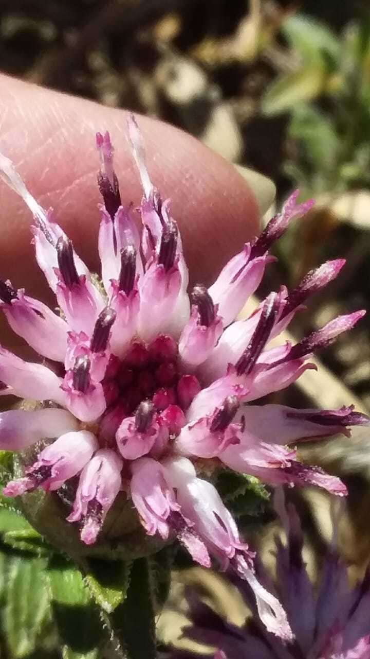 Image of Pteronia hirsuta L. fil.