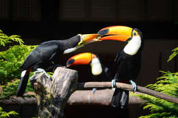 Image of Toco Toucan