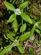 Image of Smooth False Buttonweed