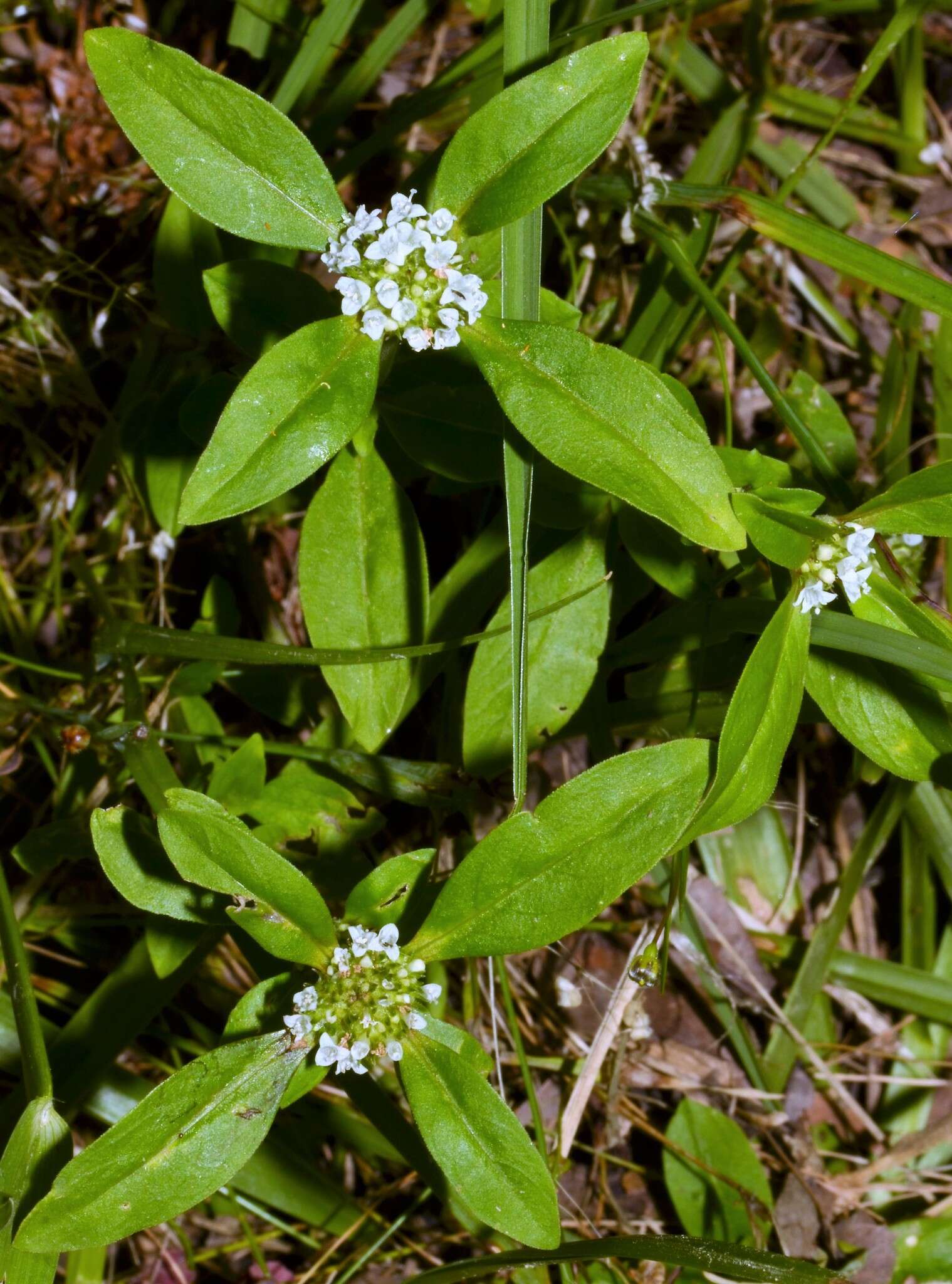 Image of Smooth False Buttonweed