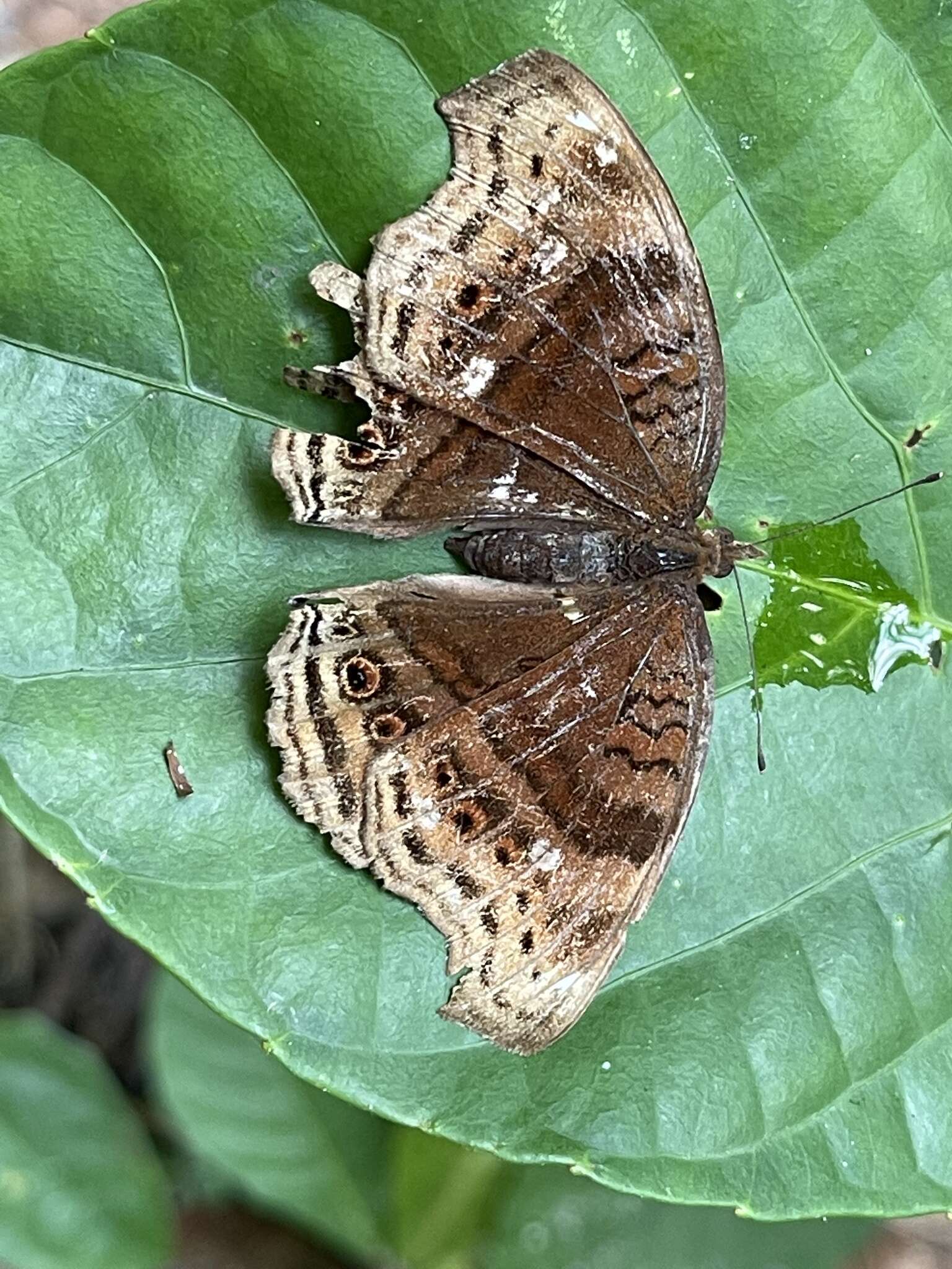 Imagem de Junonia stygia Aurivillius 1894