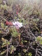 Image of Gentianella corymbosa (Kunth) Weaver & Rudenberg