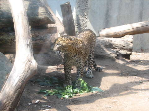 Image of Sri Lankan leopard